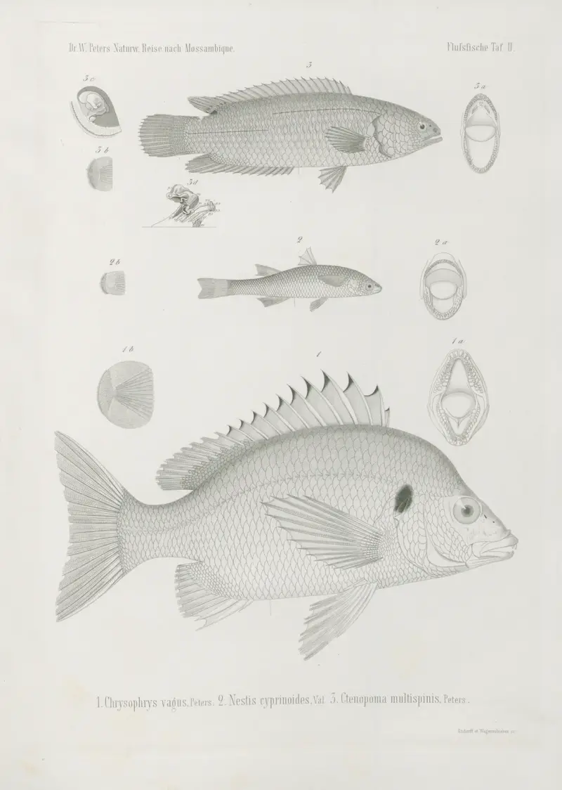 1. Chrysophrys vagus 2. Nestis cyprinoides 3. Ctenopoma multispinis, Wilhelm Karl Hartwich Peters