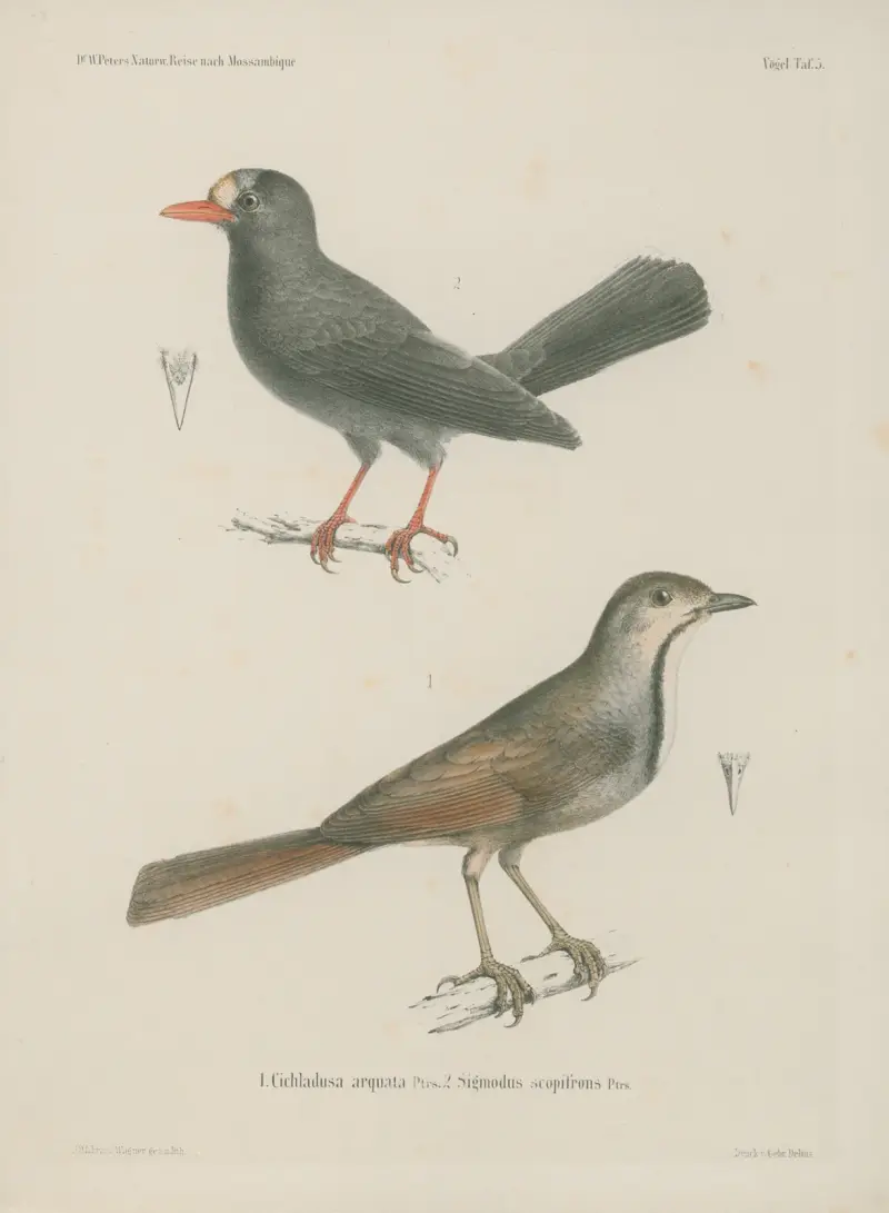 1. Cichladusa arquata. 2. Sigmodus scopifrons av Wilhelm Karl Hartwich Peters