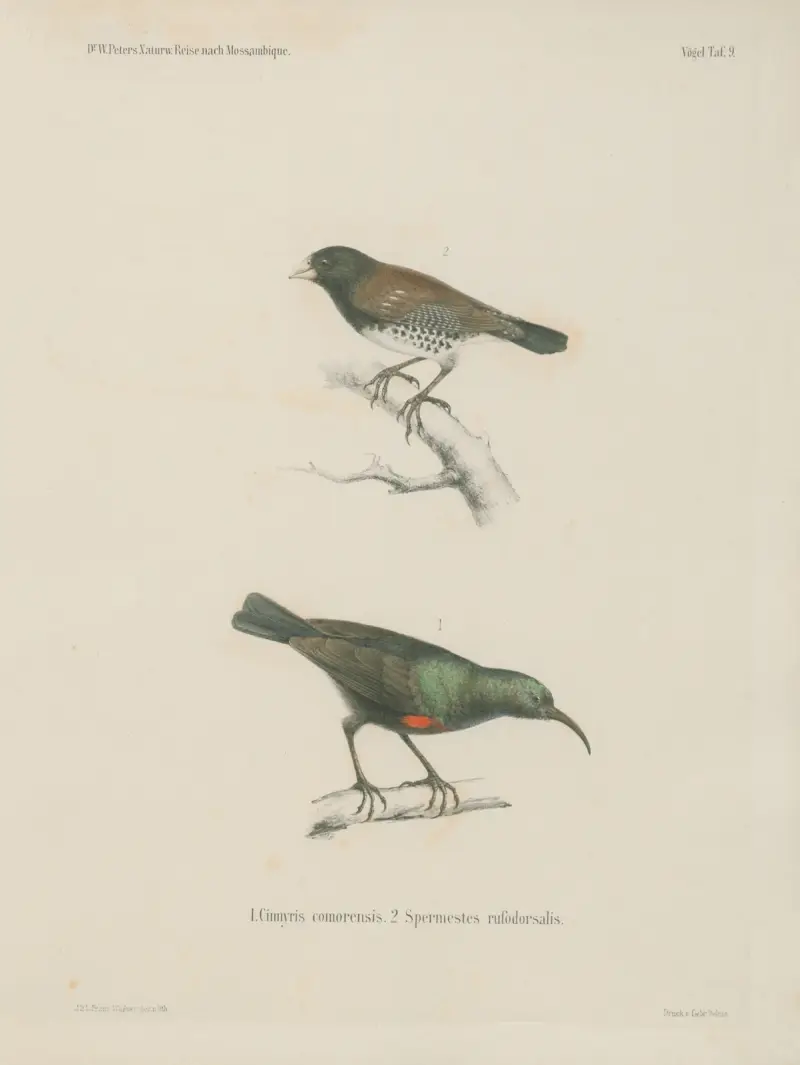 1. Cinnyris comorensis. 2. Spermestes rufodorsalis von Wilhelm Karl Hartwich Peters