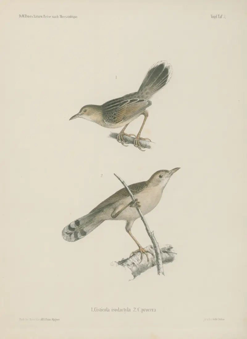 1. Cisticola isodactyla. 2. C. procera. av Wilhelm Karl Hartwich Peters