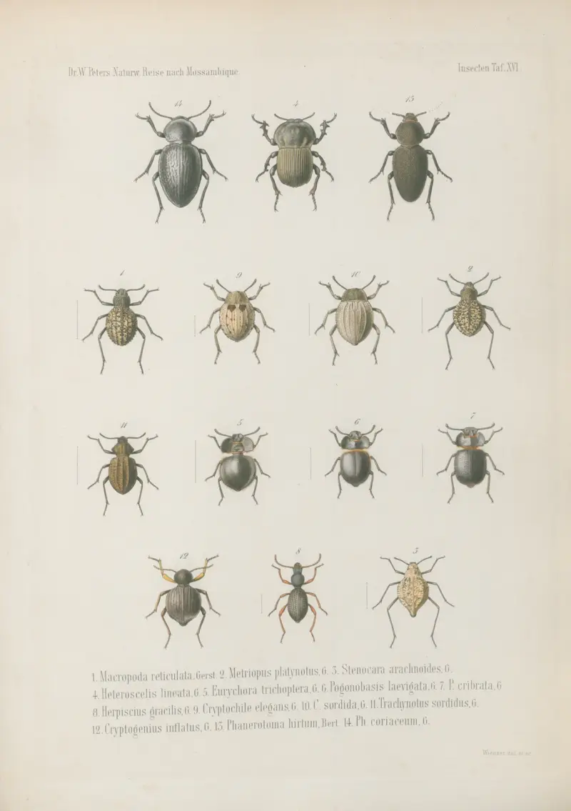 1. Clitopa Erichsonii, 2. Cyclomera dispar, mas. 3. femina. 4. Cyclomera castanea, 5. Leucopholis lepidota, 6. Anomala nitidicollis, 7. Rhamphorrhina Petersiana, 8. Heterorhina alternata, 9. Discopeltis vidua, 10. Oxythyrea luctifera, 11. Pachnoda virginea, 12. Paussus inermis 13. Ligniperda cylindrus 14. Sinoxylon conigerum, Wilhelm Karl Hartwich Peters