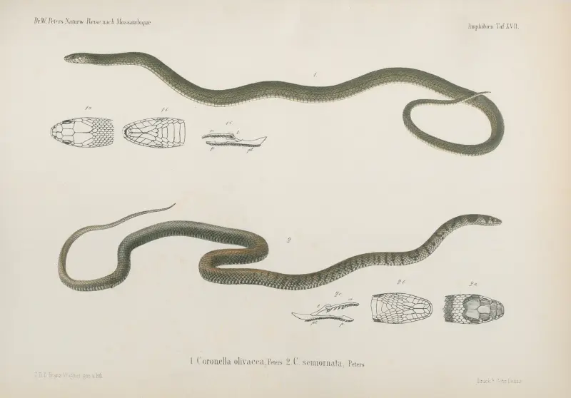 1. Coronella olivacea 2. C. semiornata, Wilhelm Karl Hartwich Peters