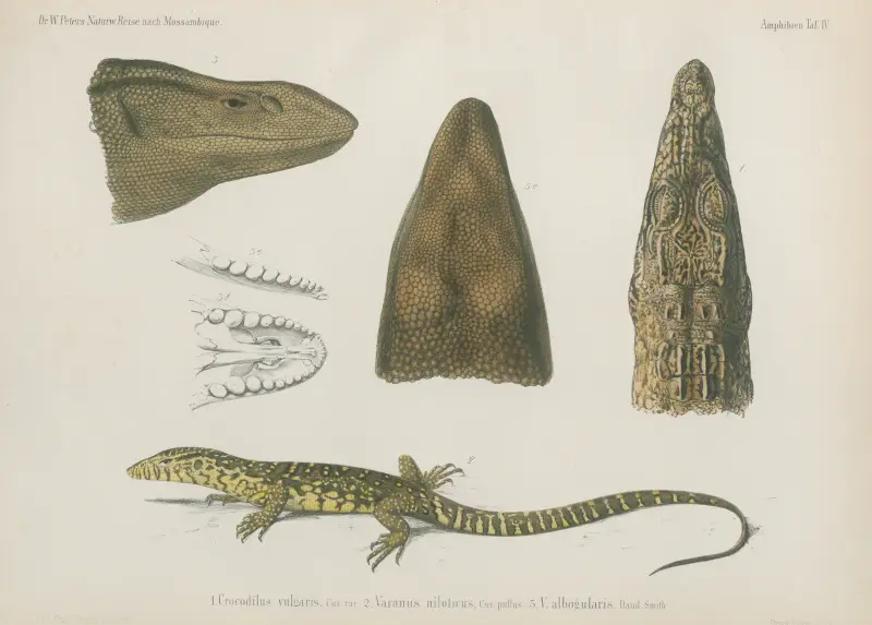 1. Crocodilus vulgaris 2. Varanus nilolicus 3. Valbogularis, Wilhelm Karl Hartwich Peters