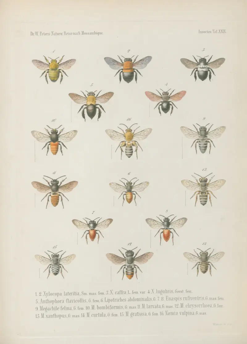 1. Crocota unicolor 2. Aletis Libyssa 3. Nyctemera Leuconoe 4.5. Lacipa gracilis 6.7. Diaphone Sylviana, Stoll Var. mossambicensis. 8. Aganais Aphidas 9. Acontia discoidea 10.11. Spirama Pyrula 12. Ophiodes tettensis av Wilhelm Karl Hartwich Peters