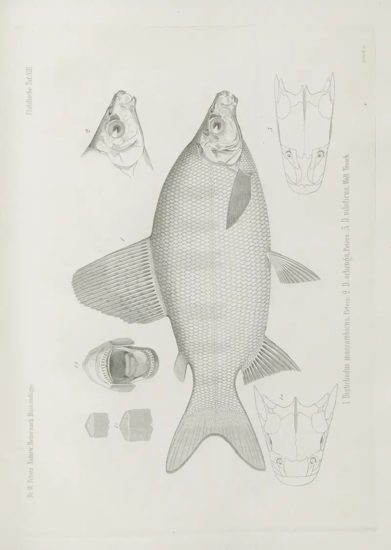 1. Distichodus mossambicus 2. D. schenga 3. D. niloticus, Wilhelm Karl Hartwich Peters