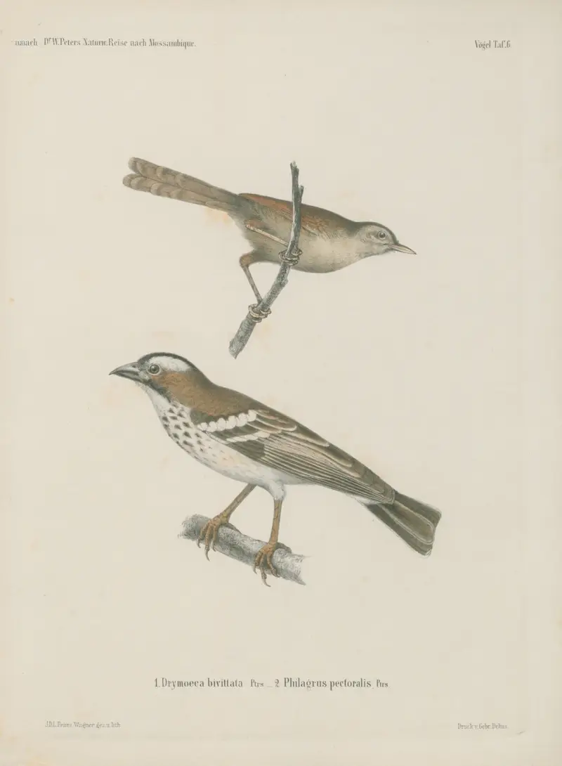 1. Drymoeca bivittata 2. Plulagrus pectoralis av Wilhelm Karl Hartwich Peters