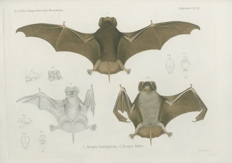 1, Dysopes brachypterus. 2, Dysopes dubius, Wilhelm Karl Hartwich Peters