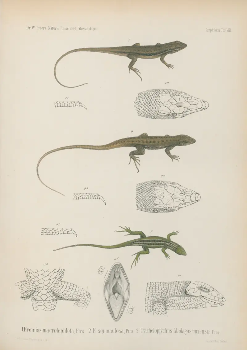 1. Eremias macrolepidota, 2. E squamulosa, 3. Tracheloptychus Madagascariensis, Wilhelm Karl Hartwich Peters