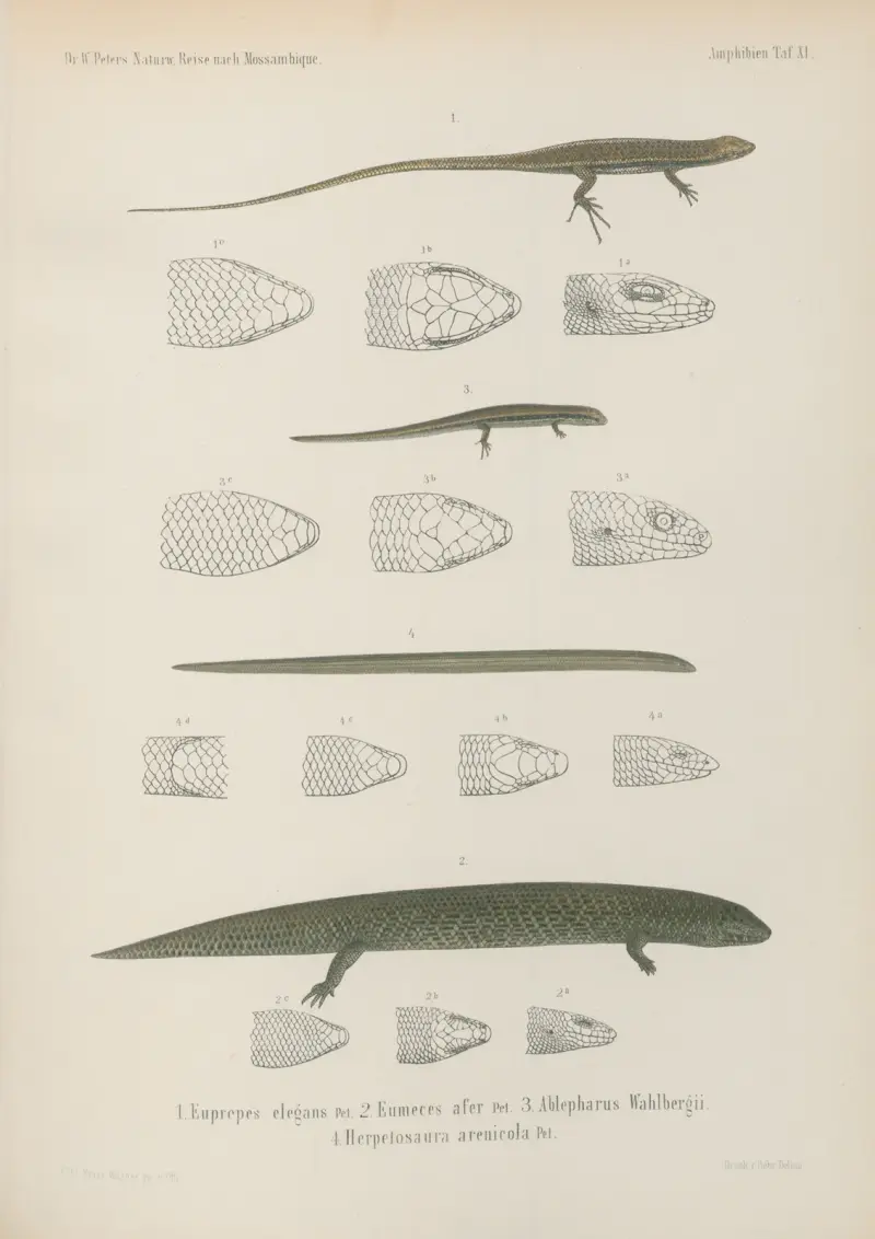 1. Euprepes elegans 2. Eumeces 3. Ablepharus Wahlbergii. 4. Herpetosaura arenicola, Wilhelm Karl Hartwich Peters