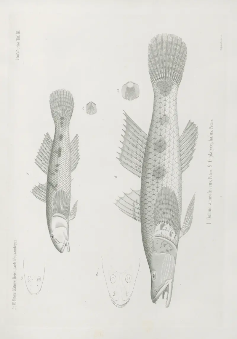 1. Gobius aeneofuscus 2. G. platycephalus, Wilhelm Karl Hartwich Peters