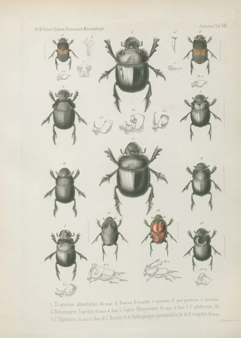 1. Graphipterus tristis, 2. Bradybaenus pseudo-scalaris, Bert. 3. Lycus cuspidatus, 4. Malachius pulchellus, 5. Atractocerus frontalis, 6. A. neydaloides, Palisot. 7. Hister plebejus, 8. Carpophilus biguttatus, 9. C. ochropterus, 10. Acidocerus aphodiodes, 11. Gymnopleurus humeralis, 12. Sisyphus atratus, 13. S. calcaratus, 14. Onitis Lycophron, 15. Oniticellus egregius,, Wilhelm Karl Hartwich Peters