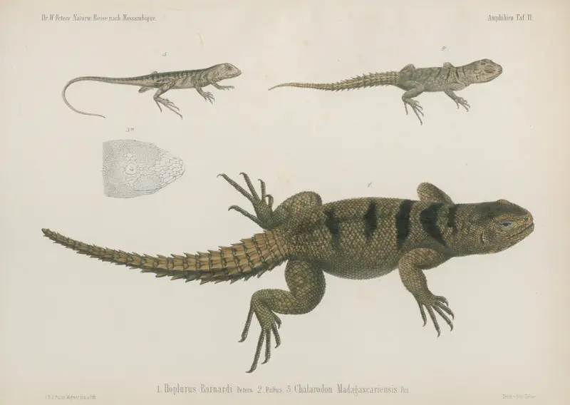 1. Hoplurus Barnardi 2. Pullus 3. Chalarodon Madagascariensis, Wilhelm Karl Hartwich Peters