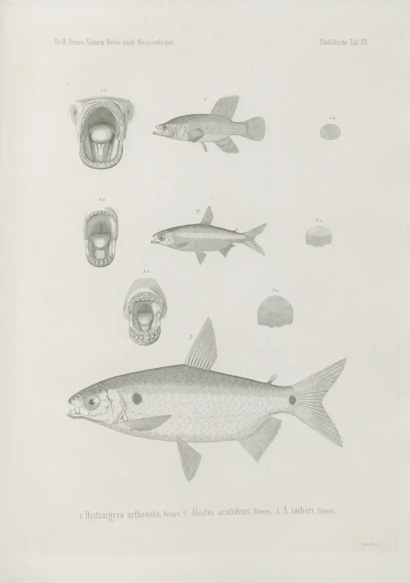 1. Hydrargyra orthonota 2. Alestes acutidens 3. A. imberi, Wilhelm Karl Hartwich Peters