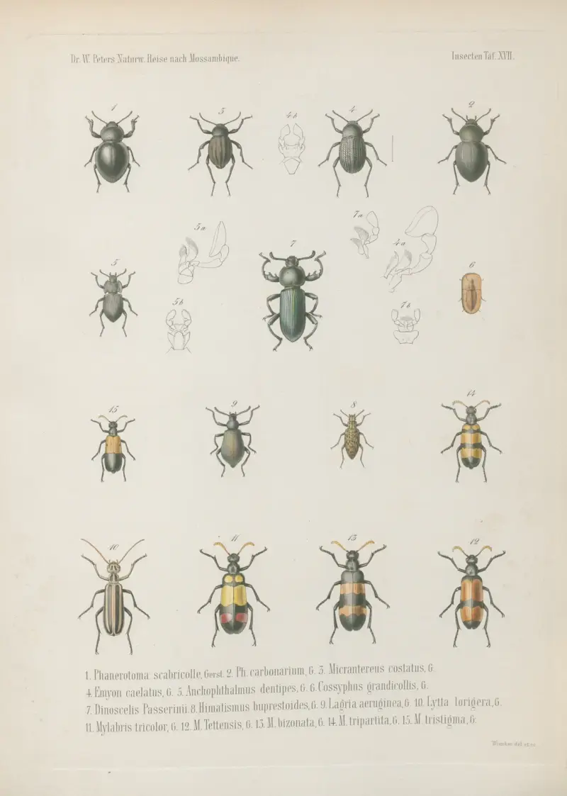 1. Macropoda reticulata 2. Metriopus platynotus 3. Stenocara arachnoides 4. Heteroscelis lineata 5. Eurychora trichoptera 6. Pogonobasis laevigata 7. P. cribrata 8. Herpiscius gracilis 9. Cryptochile elegans 10. C. sordida 11. Trachynotus sordidus 12. Cryptogenius inflatus 13. Phanerotoma hirtum, Bert. 14. Ph. coriaceum, Wilhelm Karl Hartwich Peters