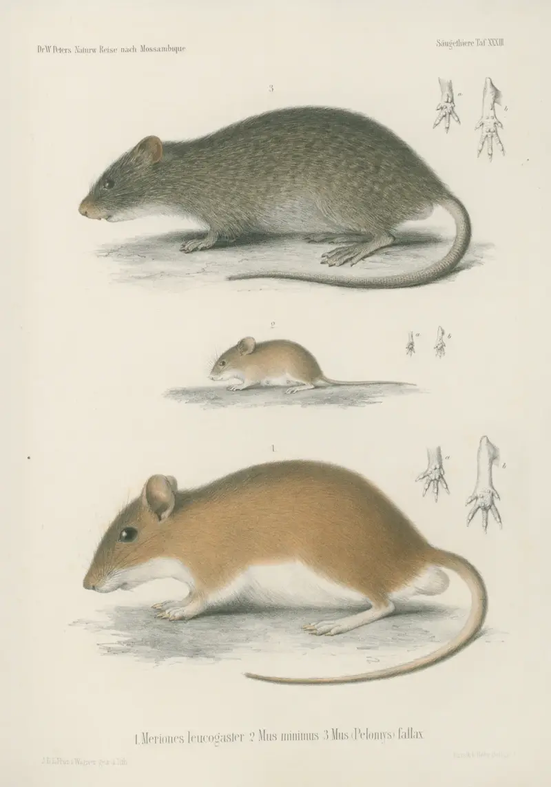 1. Meriones leucogaser. 2. Mus minimus. 3. Mus (Pelomys) fallax, Wilhelm Karl Hartwich Peters