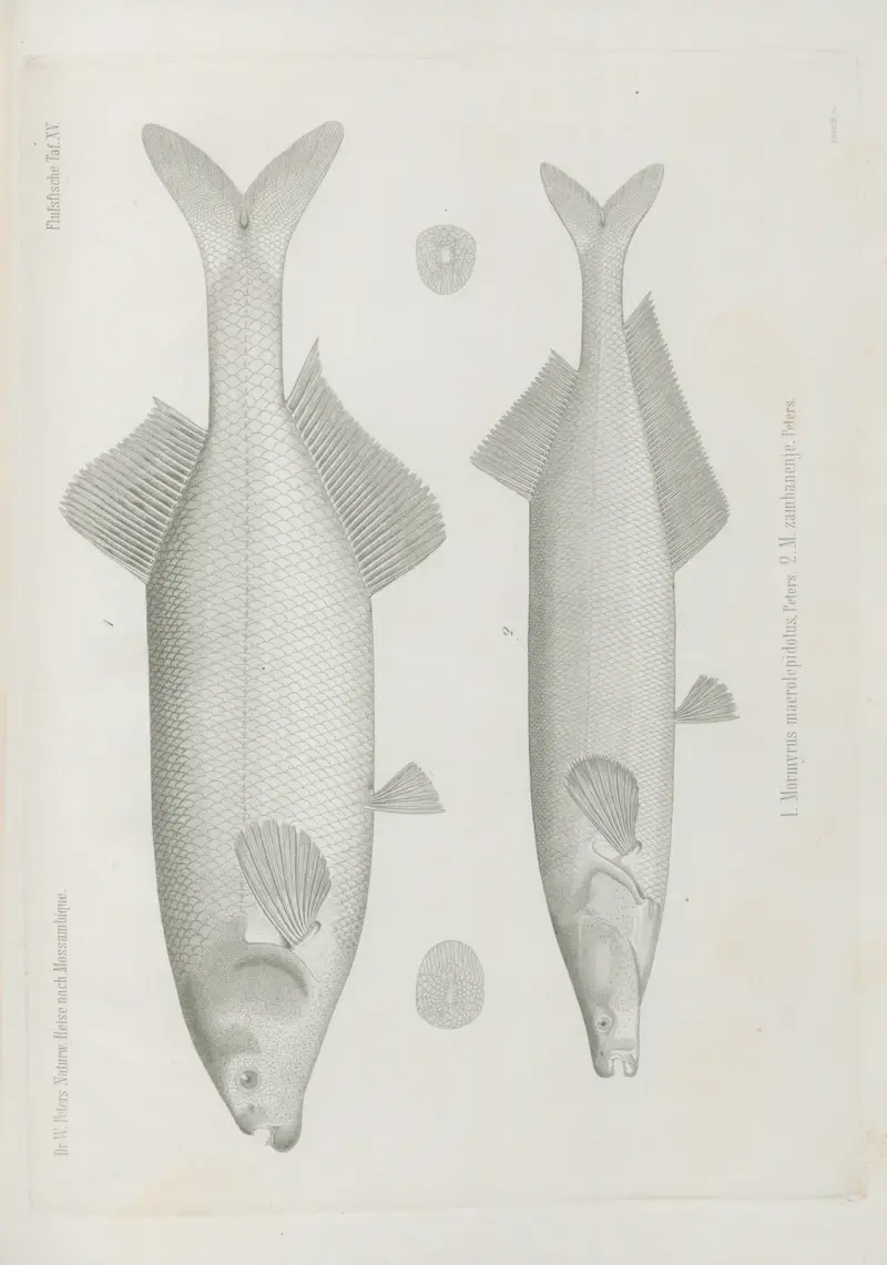1. Mormyrus macrolepidotus 2. M. zambanenje, Wilhelm Karl Hartwich Peters
