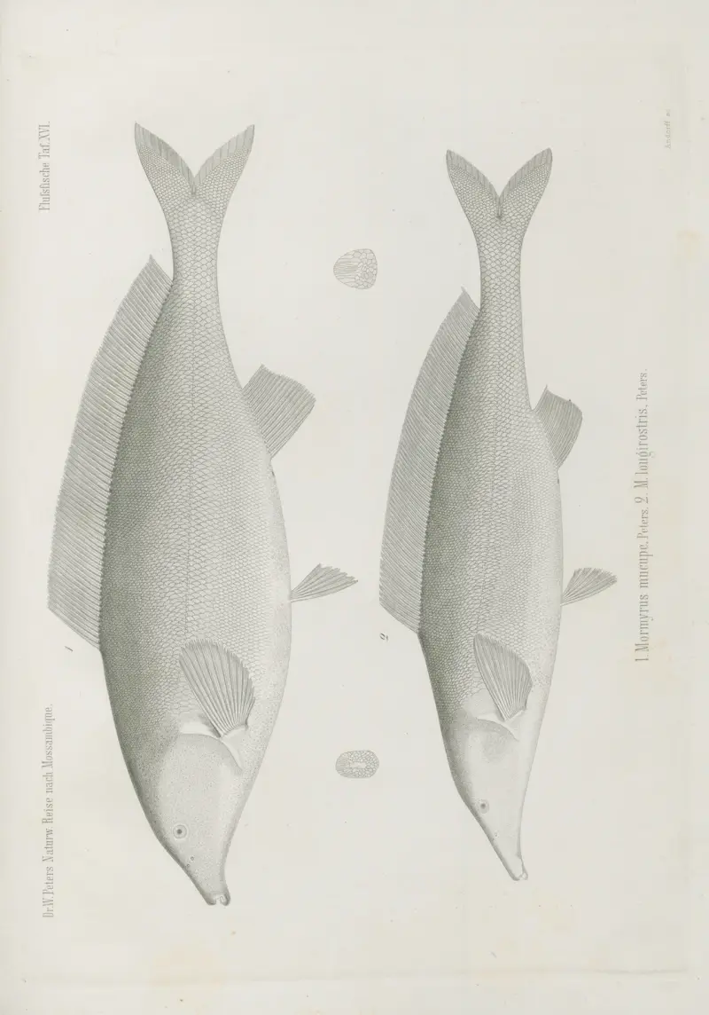 1. Mormyrus mucupe 2. M. longirostris, Wilhelm Karl Hartwich Peters