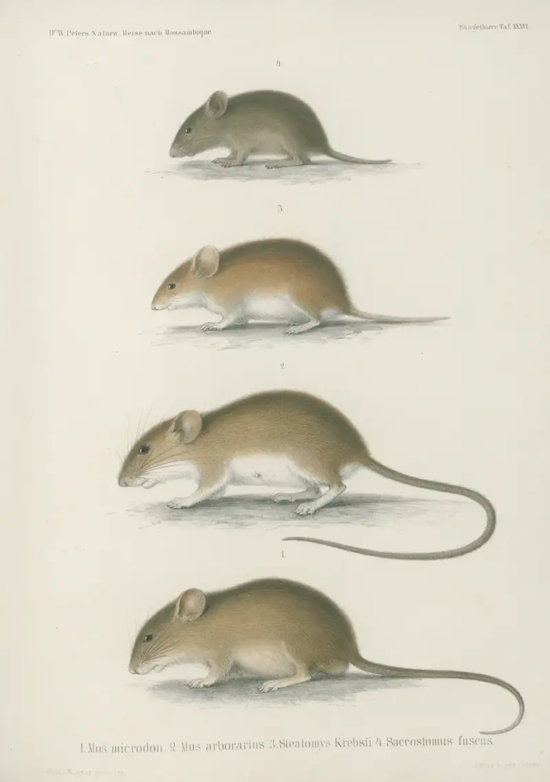 1. Mus microdon. 2. Mus arborarius. 3. Steatomys Krebsii. 4. Saccostomus fuscus av Wilhelm Karl Hartwich Peters
