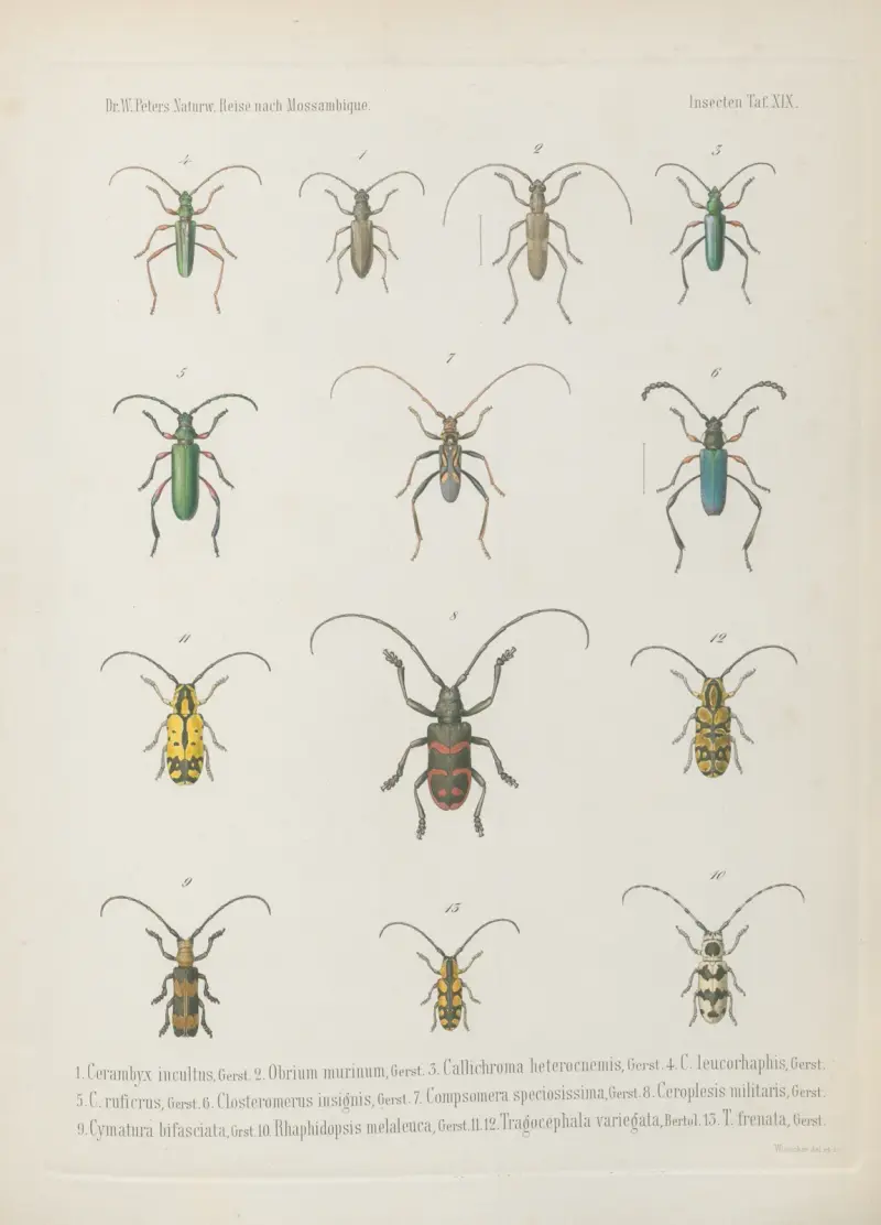 1. Mylabris serricornis 2. M. pruinosa 3. M. (Decatoma) catenata 4. M. (Dices) lanuginosa 5. Apoderus nigripes Brachycerus annulatus 7. B. congestus 8. Microcerus spiniger 9. Microcerus subcaudatus 10. Spartecerus quadratus 11. Siderodactylus flavescens 12. Mitophorus pruinosus 13. Alcides olivaceus 14. Leptobaris castaneus 15. Tetragonops fascicularis, Wilhelm Karl Hartwich Peters