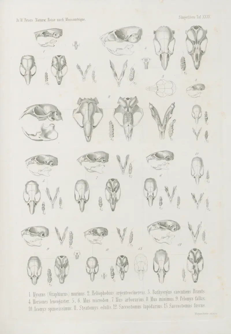 1. Myoxus … murinus. 2. Heliophobius argenteocinereus. 3. Bathyergus caecutiens Brants. 4…, Wilhelm Karl Hartwich Peters