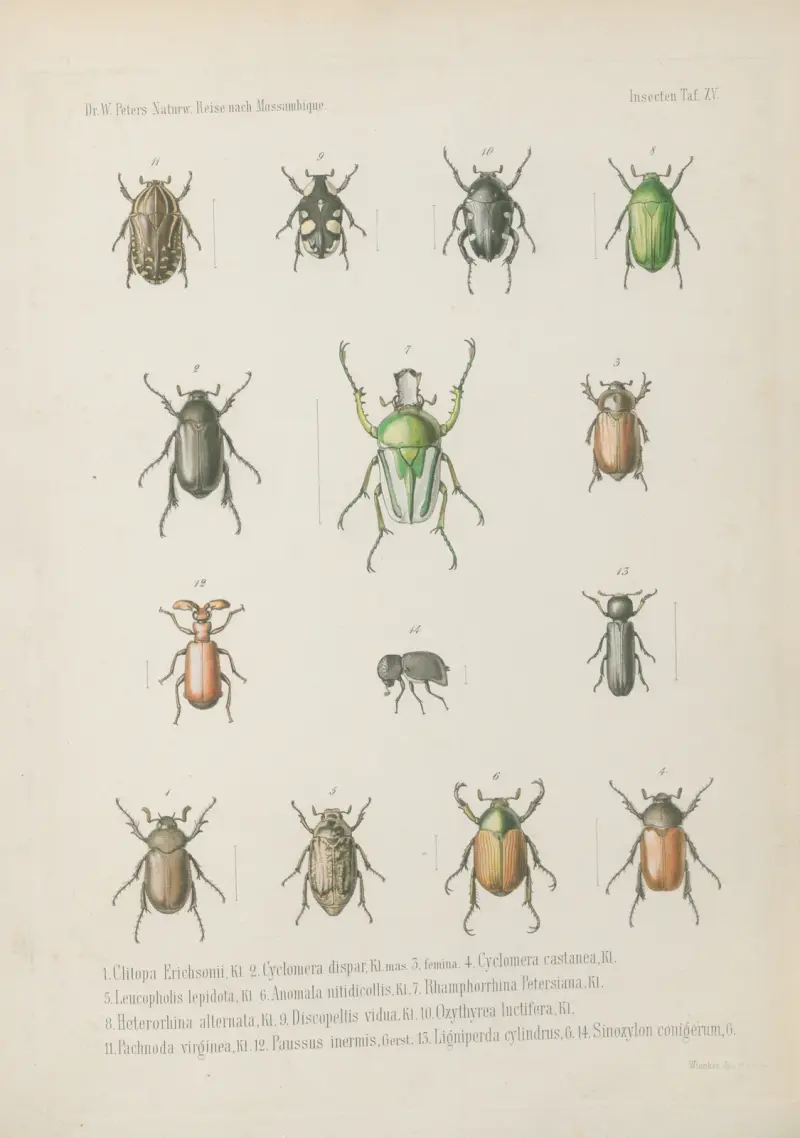 1. Onthophagus auriculatus, 2. O. anomalus, 3. O. tenuicornis, 4. O. crucifer, 5. O. flavolimbatus, 6. O. castaneus, 7. O. nitidulus, 8. Aphodius dorsalis, 9. A. connexus, 10. A. cruentus, 11. A. circumdatus, 12. A. opatroides, 13. Temnorhynchus clypeatus, mas. 14. Femina., Wilhelm Karl Hartwich Peters