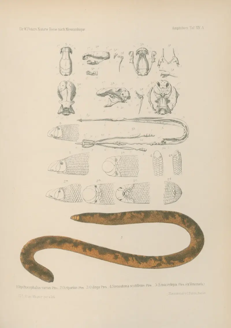 1. Onychocephalus 2. O. riparius 3. O. dinga 4. Stenostoma scutifrons 5. S. macrolepis (ex Venezuela), Wilhelm Karl Hartwich Peters