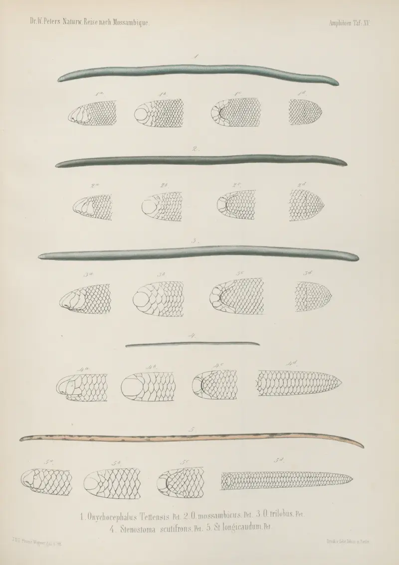 1. Onychocephalus Tettensis 2. O. mossambicus. 3. O. trilobus. 4. Stenostoma scutifrons. 5. St. longicaudum, Wilhelm Karl Hartwich Peters