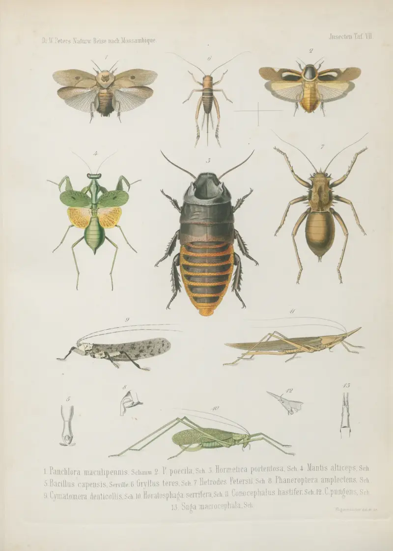 1. Palpares citrinus 2. P. moestus 3. P. tristis, Wilhelm Karl Hartwich Peters