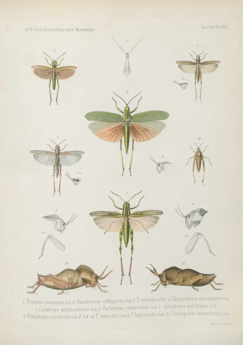 1. Panchlora maculipennis 2. P. poecila 3. Hormetica portentosa 4. Mantis alticeps 5. Bacillus carpensis 6. Gryllus teres 7. Hetrodes Petersii 8. Phaneroptera amplectens 9. Cymatomera denticollis 10. Horatosphaga serrifera 11. Conocephalus hastifer 12. C. pungens 13. Saga macrocephala, Wilhelm Karl Hartwich Peters