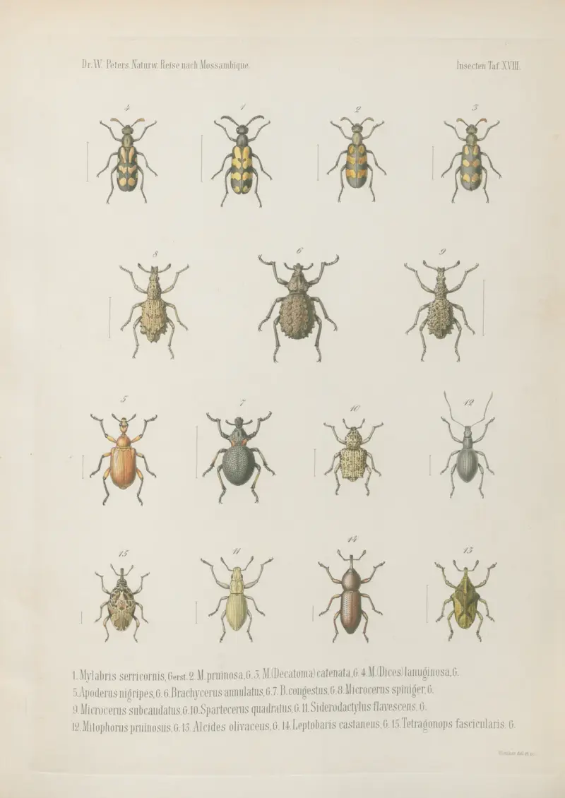 1. Phanerotoma scabricolle 2. Ph. carbonarium 3. Micrantereus costatus 4. Emyon caelatus 5. Anchophthalmus dentipes 6. Cossyphus grandicollis 7. Dinoscelis Passerinii. 8. Himatismus buprestoides 9. Lagria aeruginea 10. Lytta lorigera 11. Mylabris tricolor 12. M. Tettensis 13. M. bizonata 15. M. tristigma, Wilhelm Karl Hartwich Peters