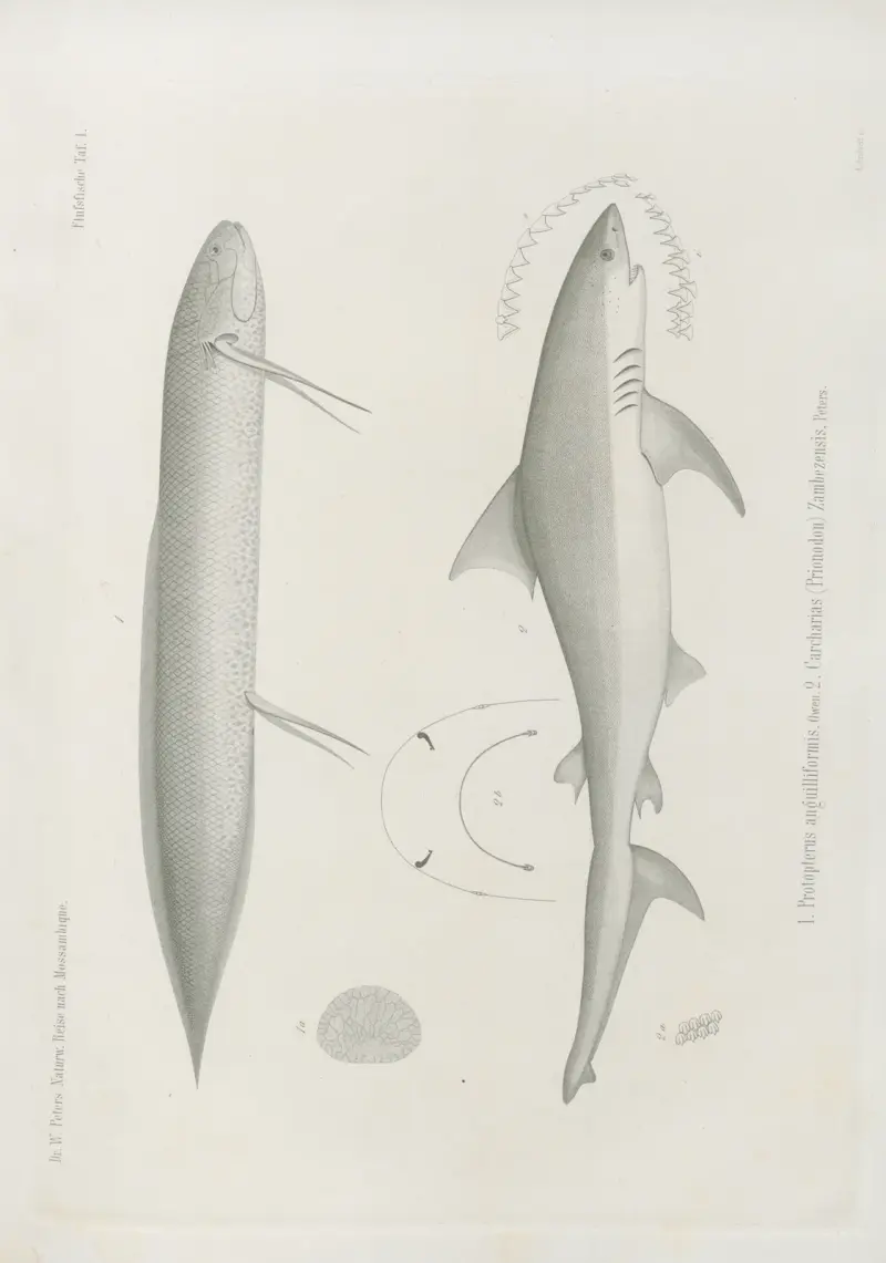 1. Protopterus anguilliformis 2. Carcharias (Prionodon) Zambezensis, Wilhelm Karl Hartwich Peters