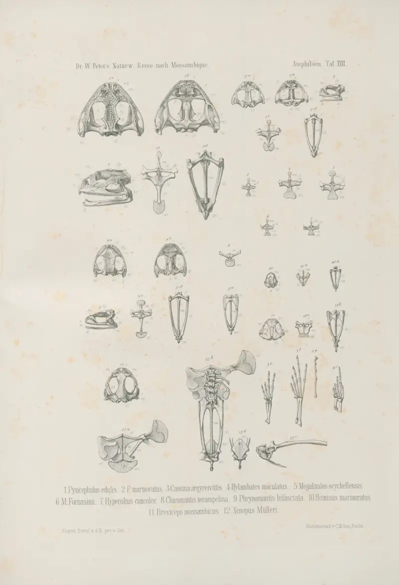 1. Pyxicephalus edulis. 2. P. marmoratus. 3. Cassina argyreivittis. 4. Hylambates maculatus. 5. Megalixalus seychellensis. 6. M. Fornasinii. 7. Hyperolius concolor. 8. Chiromantis xerampelina. 9. Phrynomantis bifasciata. 10. Hemisus marmoratus. 11. Breviceps mossambicus. 12. Xenopus Mülleri., Wilhelm Karl Hartwich Peters