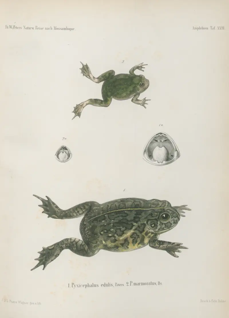 1. Pyxicephalus edulis 2. P. marmoratus, Wilhelm Karl Hartwich Peters