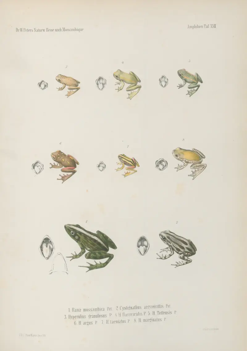 1. Rana mossambica 2. Cystignathus argyreivittis 3. Hyperolius granulosus, 4. H. flavoviridis, 5. H. Tettensis, 6. H. argus, 7. H. taeniatus, 8. H. marginatus, Wilhelm Karl Hartwich Peters