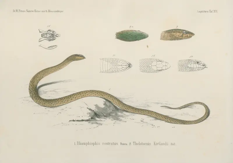 1. Rhamphiophis rostratus. 2. Thelotornis Kirtlandii, Wilhelm Karl Hartwich Peters