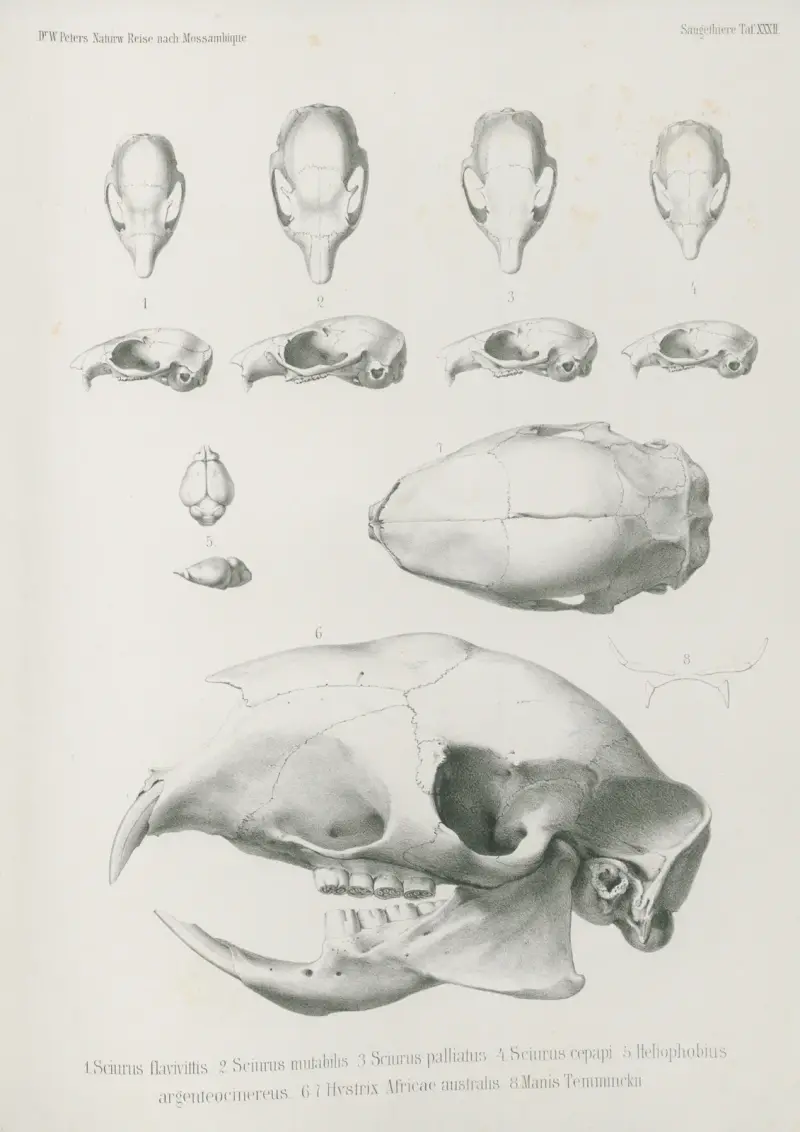1. Sciurus flavivittis. 2. Sciurus mutabilis. 3. Sciurus palliatus. 4. Sciurus cepapi. 5. Heliophobius argenteocinereus. 6. 7. Hystrix Africae australis. 8. Manis Temminchii, Wilhelm Karl Hartwich Peters