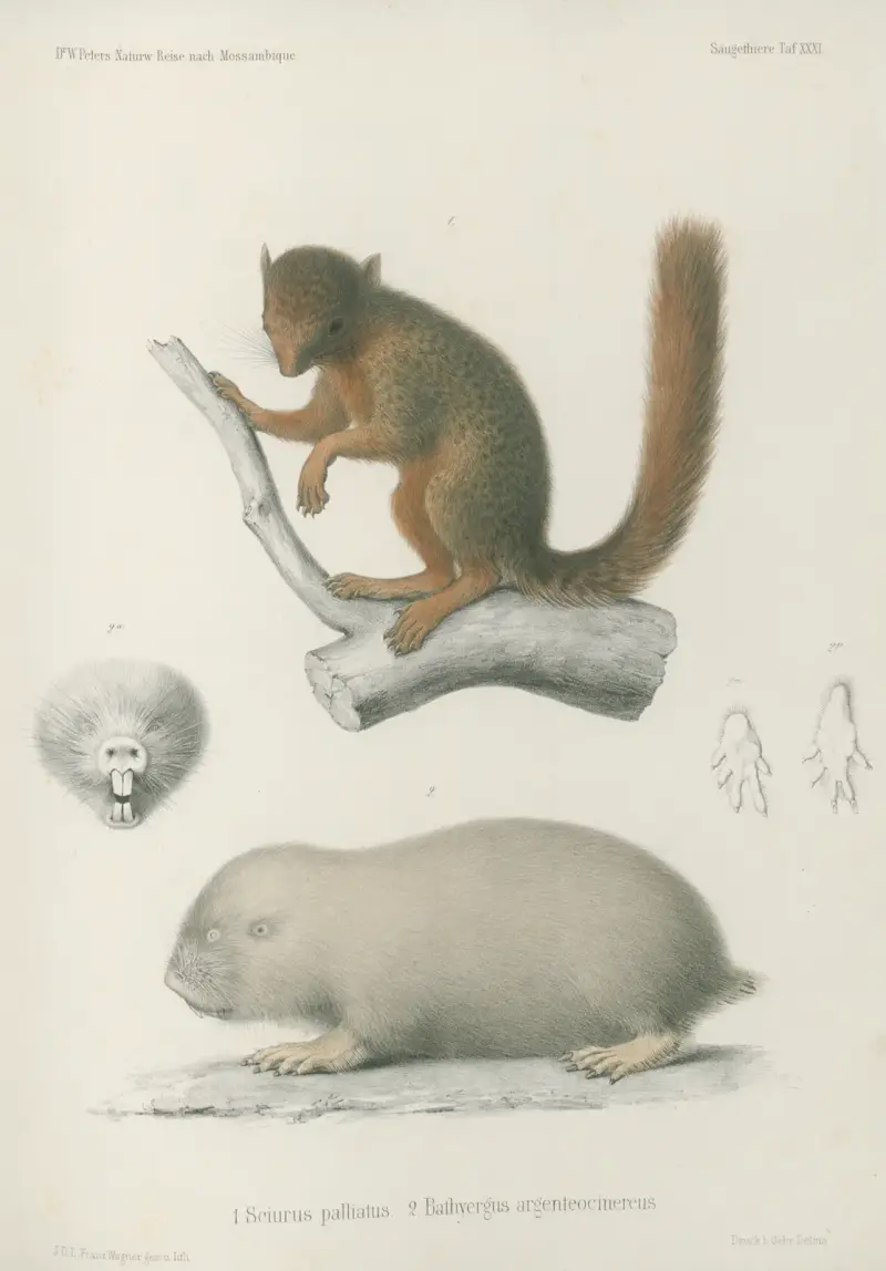 1. Sciurus palliatus. 2. Bathyergus argenteocinereus, Wilhelm Karl Hartwich Peters