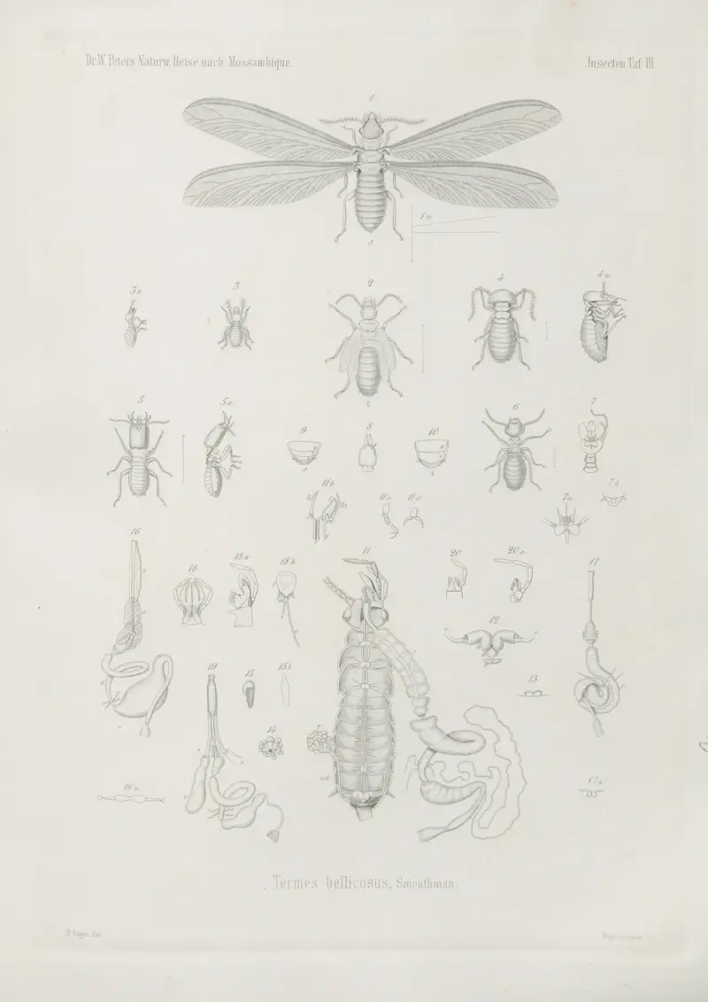 1. Sphaerocoris pardalinus Schaum. 2. Agonoscelis brachyptera 3. Strachia angularis 4. Cimex cincticollis 5. Mictis vidua 6. Alydus proletarius 7. Gonocerus crenicollis 8. Lestomerus aeneicollis 9. Centraspis Petersii 10. Appasus nepoides 11. Eutropistes callifer 12. Cicada neurosticta, Wilhelm Karl Hartwich Peters