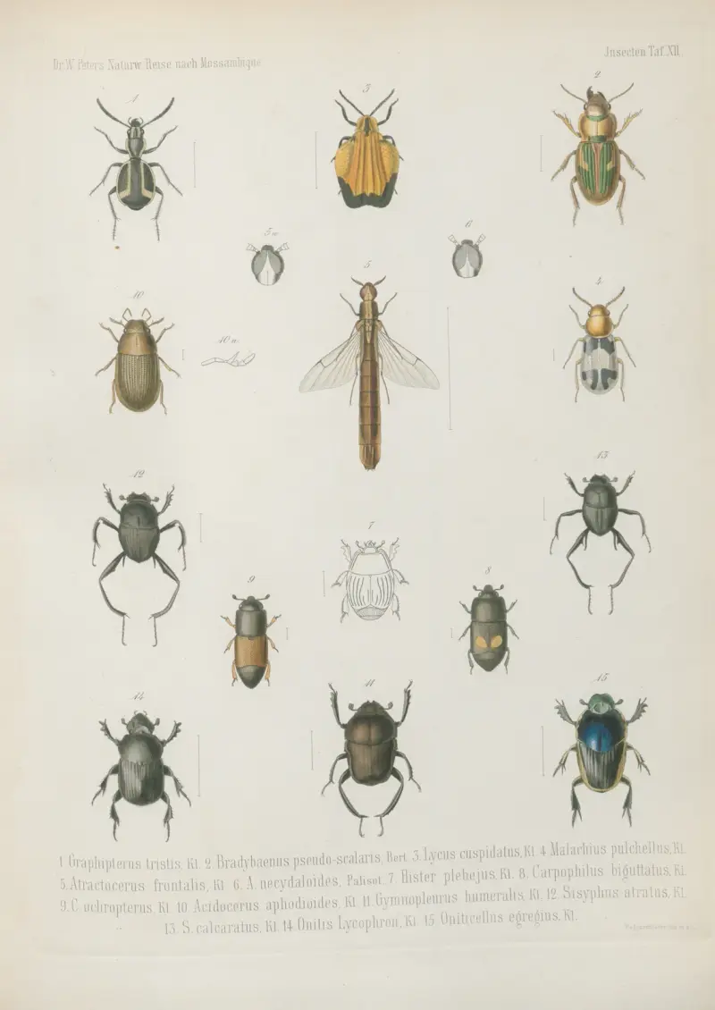 1. Sternocera luctifera, 2. St. monacha, 3. Julodis splendens, 4. Chrysodema limbata, 5. Buprestis perspicillata, 6. B. amaurotica, 7. B. proxima, 8. B. ophthalmica, 9. B. consobrina, 10. B. pupillata, 11. B. pyritosa, 12. B. aliena, 13. Belionota reticulata, 14. B. nervosa,, Wilhelm Karl Hartwich Peters