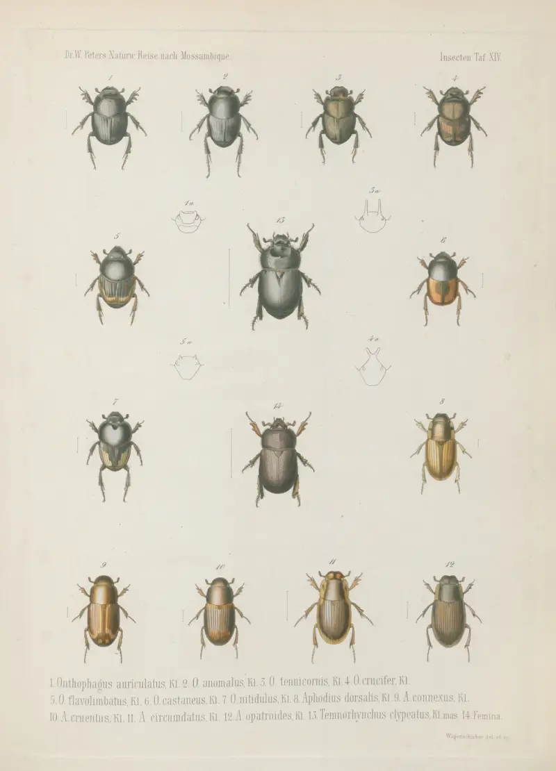 1. Tragiscus dimidiatus, mas. 2. Femina. b. maxilla. c. mentum. d. pes posticus. e. antenna. 3. Heliocopris Japetus, mas. 4. Fem. 5. Copris Rhinoceros, mas. 6. Fem. 7. C. platycera, 8. C. Elphenor, mas. 9. Fem. 10. C. Bootes, 11. Onthophagus pyramidalis, 12. O. rangifer, mas., Wilhelm Karl Hartwich Peters