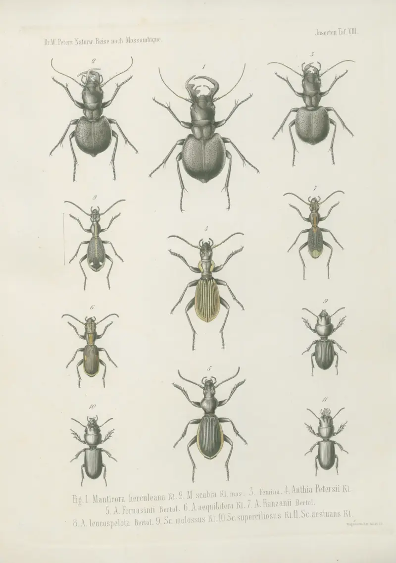 1. Truxalis constricta 2. Poecilocerus callipareus 3. P. cylindricollis. 4. Chrysochraon stenopterus 5. Catantops melanostictus 6. Pachytylus tenuicornis 7. Caloptenus pulchripes 8. Pamphagus euryscelis 9. 10. P. loboscelis 11. P. haploscelis 12. Chrotogonus hemipterus, Wilhelm Karl Hartwich Peters