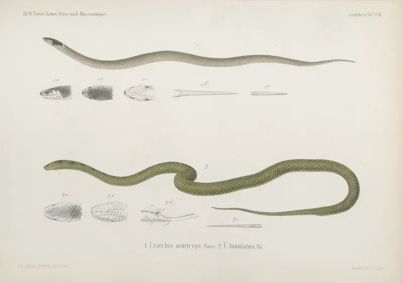 1. Uriechis nigriceps, 2. U. lunulatus, Wilhelm Karl Hartwich Peters