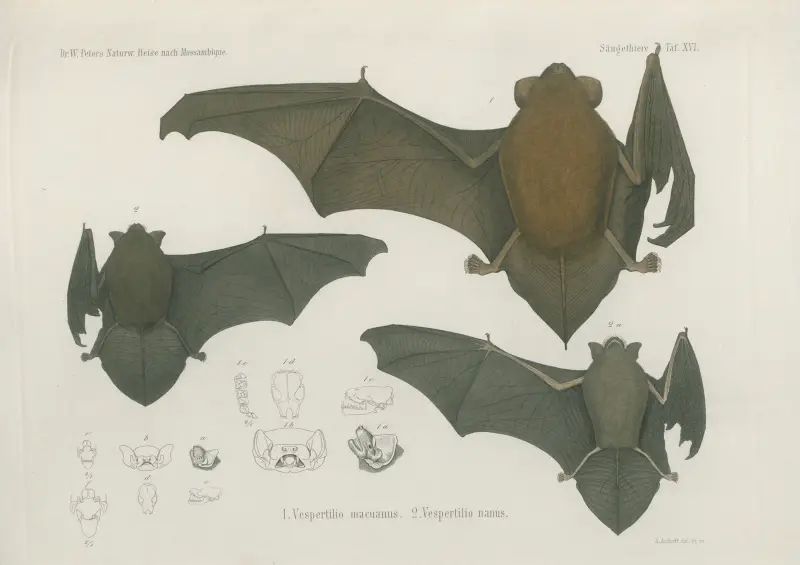 1. Vespertilio macuanus. 2. Vespertilio nanus, Wilhelm Karl Hartwich Peters