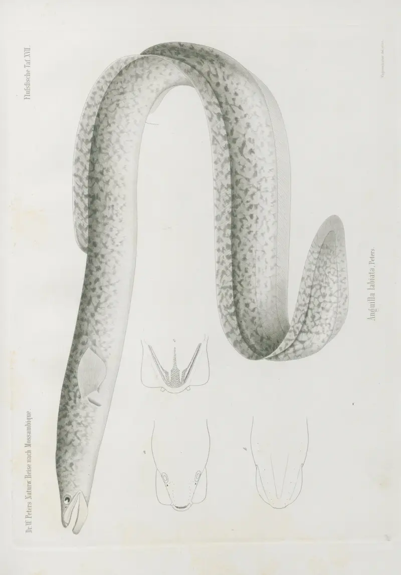Anguilla labiata, Wilhelm Karl Hartwich Peters