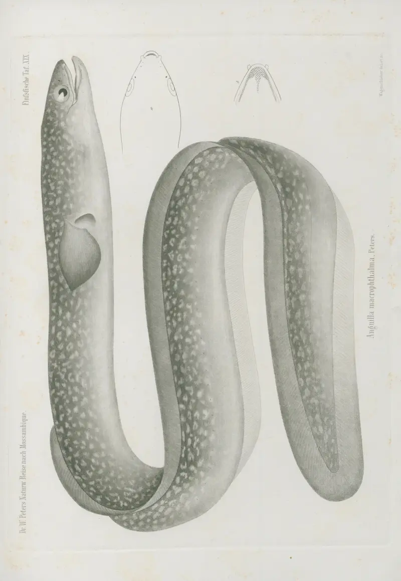 Anguilla macrophthalma, Wilhelm Karl Hartwich Peters
