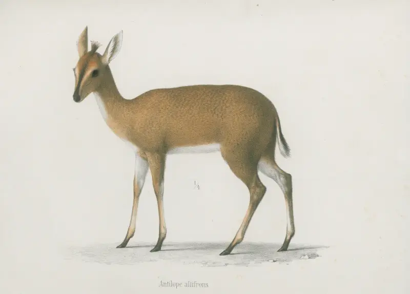 Antilope altifrons, Wilhelm Karl Hartwich Peters
