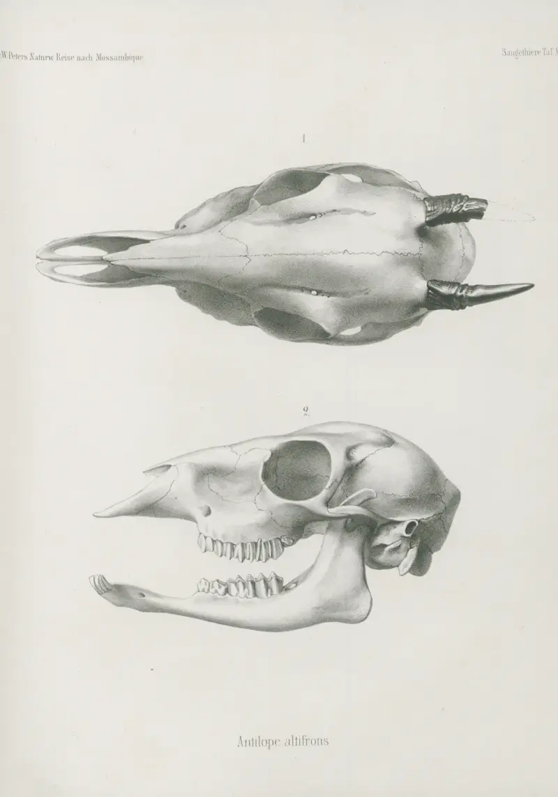 Antilope altifrons, Wilhelm Karl Hartwich Peters