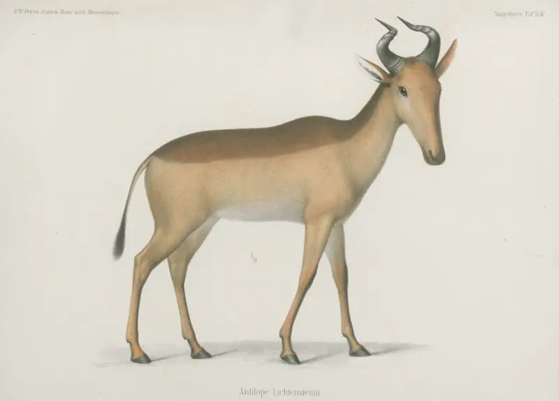 Antilope Lichtenseinii av Wilhelm Karl Hartwich Peters