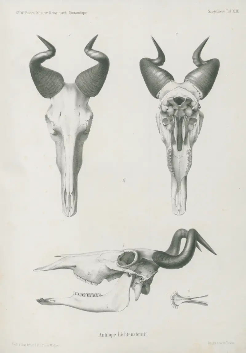 Antilope Lichtensteinii., Wilhelm Karl Hartwich Peters