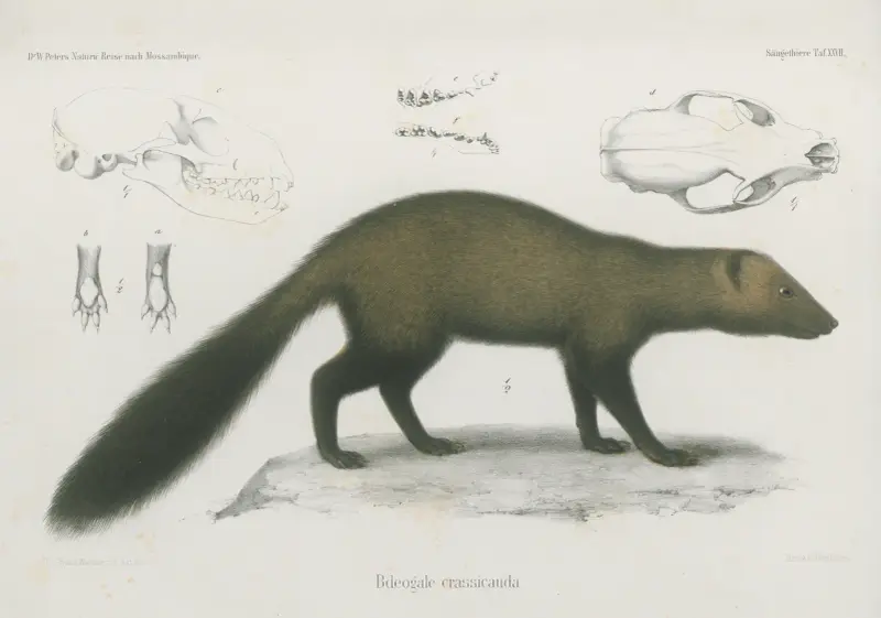 Bdeogale crassicauda, Wilhelm Karl Hartwich Peters